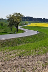 Poster - gewundene Allee bei Reudelsterz