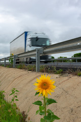 Wall Mural - Truck in motion circulating on the highway next to a sunflower behind the crash barrier