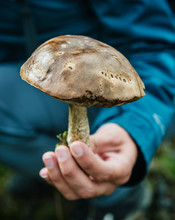 Hand Holding A Wild Mushroom Southern Iceland, Iceland, Scandinavia, Europe