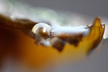 Blurred Background With A Drop Of Water On A Leaf In The Sun