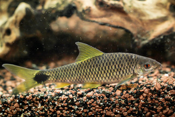 Wall Mural - Ein Portrait, eine Nahaufnahme von einem Netzpinselalgenfresser im Aquarium.