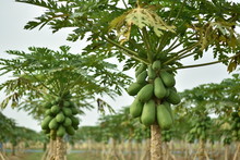 Papaya Fruit On Papaya Tree. 