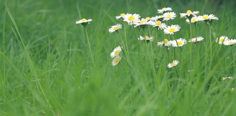 Wall Mural - pâquerettes au printemps dans l'herbe fraîche 