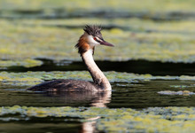 Great Crested Grebe On A Pond