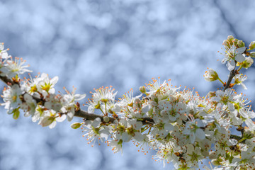 Canvas Print - tree blossoms closeup