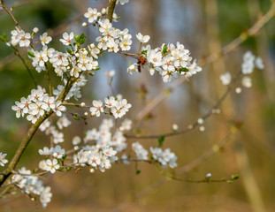 Sticker - tree blossoms closeup