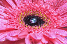 Pink Daisy With Water Droplets