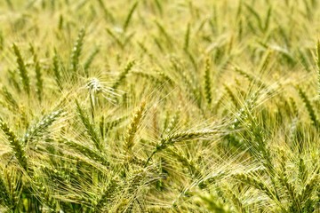 Background of cereal field, close up of cereal field. Tritikale cereal field in summer. Wheat and Rye field in Latvia