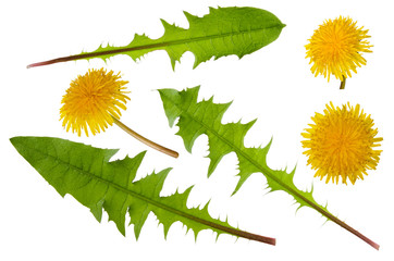 Dandelion yellow flower and green leaf set isolated on white background