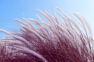 Wall Mural - Imperata cylindrica Beauv grass in nature agent blue sky