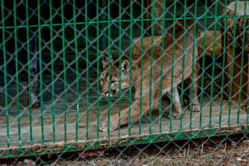 cougar in a cage