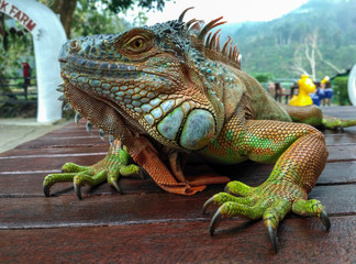 A green iguana (Iguana iguana), also known as the American iguana, laying on a bench with an orange body and bright blue head and face. Lizard on a table with green tropical leaves in background