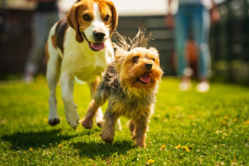 Wall Mural - Cute Yorkshire Terrier dog and beagle dog chese each other in backyard.