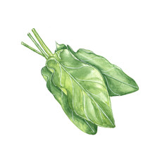 Watercolor Illustration Of Sorrel On A White Background