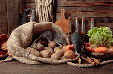 Wall Mural - Rats on a wooden table with vegetables and kitchen utensils.