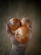 The onions on the paper. Spring beriberi.Selective focus. Bow in hand