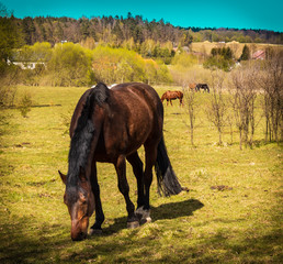 horse in the field