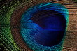 Peacock feathers macro for background or wallpaper