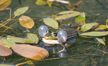 Marsh Frog (Pelophylax Ridibundus) In A Pond With Inflated Vocal Sacs On Either Side Of Its Head Used To Amplify Its Sound To Attract Mates Or Warn Rivals. Pictured In April In West Sussex Countryside