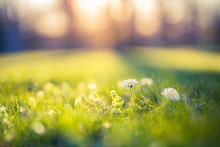 Beautiful Nature Closeup Natural Green Blurred Spring Background, Selective Focus. Beautiful Close Up Ecology Nature Landscape With Flowers Meadow. Dream Nature Background.