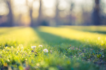 Wall Mural - beautiful nature closeup natural green blurred spring background, selective focus. beautiful close u