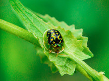 Tortoise Beetles On The Weeds With Green Background