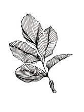 Hand Drawn Pencil Sketch One Isolated Alder Leaf On A White Background.