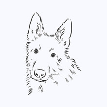 German Shepard Vector Illustration, Portrait Sketch In Black Lines. Dog Head Portrait Of A Sheepdog Vector Sketch Illustration
