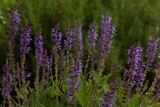 Fototapeta Tulipany - Beautiful blue Mealy Cup Sage blooms in a garded of green