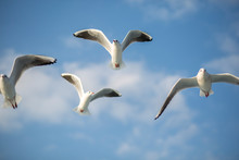 Group Of Seagull Flying Together On Blue And Cloudy Sky