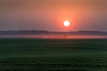 Wall Mural - Beauty sunset with big red sun and evening fog on spring wheat field. Nature landscape photography