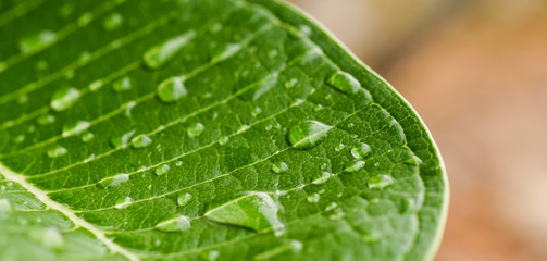 Wall Mural - Water droplets on the leaves near the macro