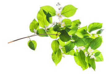 Jasmine branch with green leaves and flowers