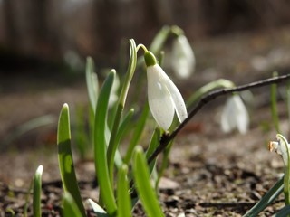 Beautiful spring forest snowdrops close-up