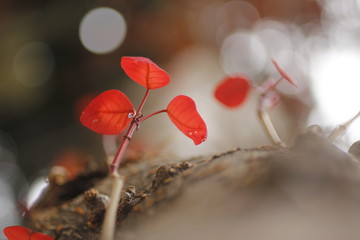 Blurred closeup of a red tree leaves. Macro photography. Ecology wallpaper concept.