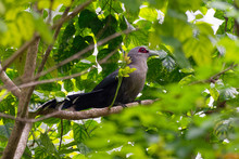 Green-billed Malkoha - Phaenicophaeus Tristis Non-parasitic Cuckoo, Bird Is Waxy Bluish Black With A Long Graduated Tail With White Tips To The Tail Feathers, Found In Dry Scrub And Thin Forests