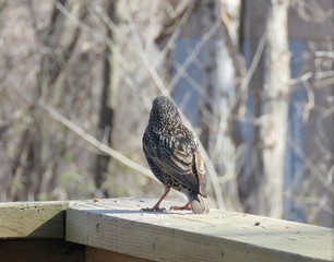 Wall Mural - Starling Back View