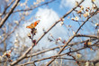 Bright butterfly on a white spring flower. Branches of a blossoming apricot