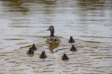 Adult Wild Duck With Little Ducklings Swim Together In The Lake During The Rain
