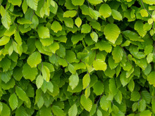 Fresh Green Beech Hedge, Leaves In Spring, Closeup. Background. Fagus Sylvatica.