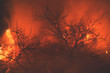 The raging flame of fire burn in the fields, forests and black thick acrid smoke. Big spring wildfire close-up