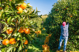 Fototapeta  - Harvest time: tarocco oranges on tree in a citrus orchard near Catania, Sicily
