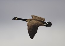 Low Angle View Of Canada Goose Flying Against Sky