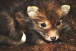 Little cub fox. Unusual cute ginger gray pet from the wild