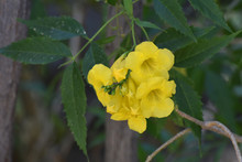 Pretty Bright Yellow Trumpet Flowers In Bloom