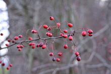 Close-up Of Rose Hips On Tree