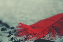 Close-up Of Red Feather On Snow Covered Field