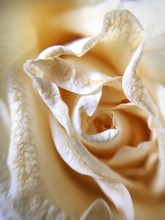 Detail Shot Of White Rose