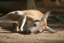 Close-up Of Kangaroo Relaxing On Field