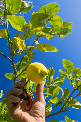 Wall Mural - Lemon harvest time: close-up view of a farmer's hand picking a lemon